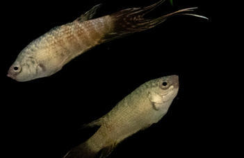 The importance of the paradise fish in evolutionary and behavioural genetics research