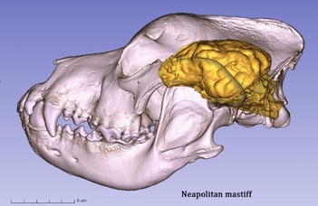 Comparing canine brains using 3D-endocast modelling