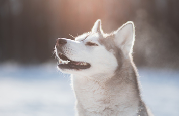 The wilderness is calling – will your dog answer?