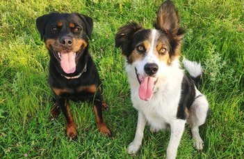 Relationship between dog personality and hierarchy