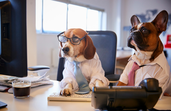 An online meeting with your dog?
