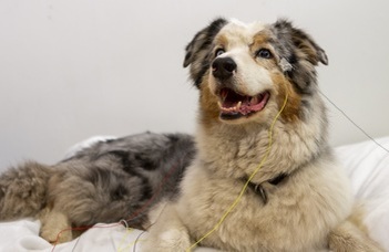 Dogs learn about word boundaries as human infants do