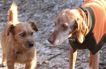 Size Matters: How Body Size Shapes Dogs' Aging Patterns