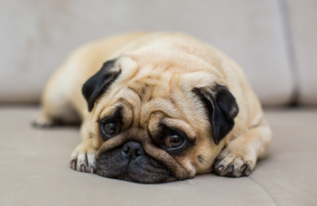 Why are dog breeds with innate diseases popular?