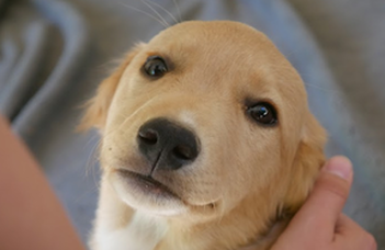 Chromatin structure plays a key role in canine social behavior evolution