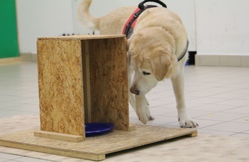 Dogs Provide New Insights into Aging and Cognition