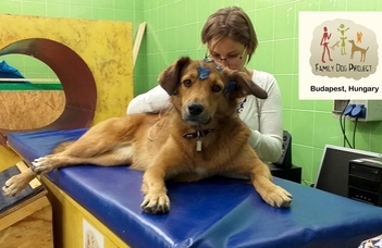Who am I hearing? - Species differentiation in dogs revealed by non-invasive EEG