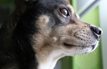 A diagnostic system developed for identifying ADHD-suspected dogs