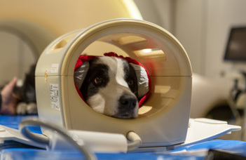 Study reveals how age and head shape affect dogs' olfactory brain networks