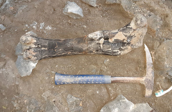 Hungarian researchers have discovered an exceptionally rich dinosaur site in Transylvania