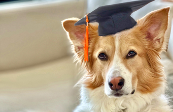 What do gifted dogs have in common?