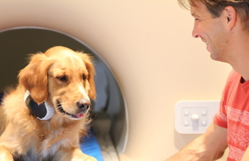 Dog brains can distinguish between languages