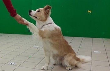 Rewarding dogs with praise and petting helps them learn more efficiently