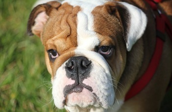The shape of dogs' heads affects their sleep