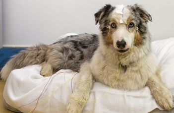 Your dog understands that some words ‘stand for’ objects