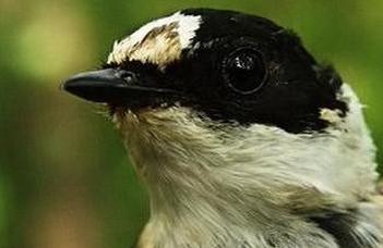 Assortative mating and filtering sexual signals