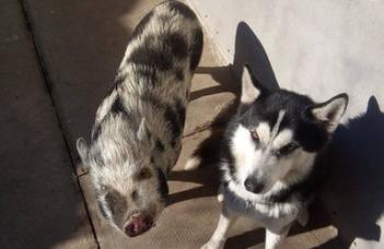 Dogs show things to humans but pigs do not.