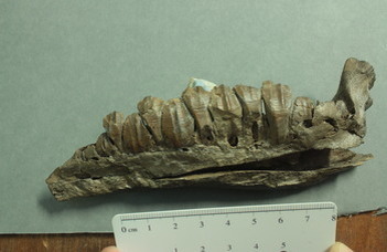 The Evolution of Herbivory in Ornithopod Dinosaurs