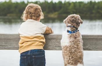Dog puppies spontaneously match human actions, while kittens and wolf pups …not so much…
