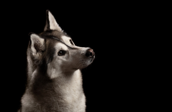 Human crying stresses out dogs more than pigs