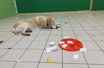 Dogs are not always frustrated when they get kibble instead of liver for their work