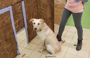 Size-awareness in dogs