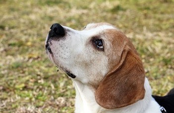 Companion dogs may be a key to solving dementia