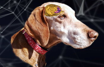 Genetic changes associated with dog aging are more about quantity than quality