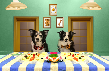 Pickier Dogs Have Pickier Brains