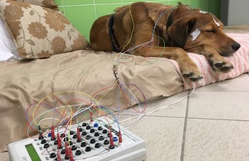 How age and sex are reflected in the sleeping dog’s brain?