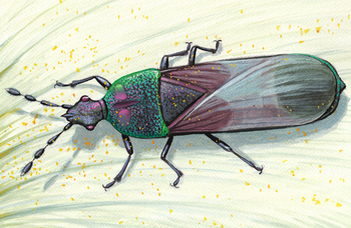 Ancient flower-visiting bug in amber