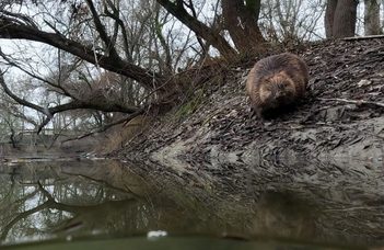 Hódok mentettek meg egy tőzeglápot Budapest határában (24.hu)