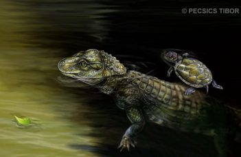 Emlősökre jellemző foga lehetett a bakonyi őskrokodilnak